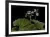 Pelargonium Odoratissimum (Apple Geranium)-Paul Starosta-Framed Photographic Print