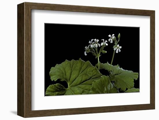 Pelargonium Odoratissimum (Apple Geranium)-Paul Starosta-Framed Photographic Print