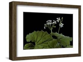 Pelargonium Odoratissimum (Apple Geranium)-Paul Starosta-Framed Photographic Print