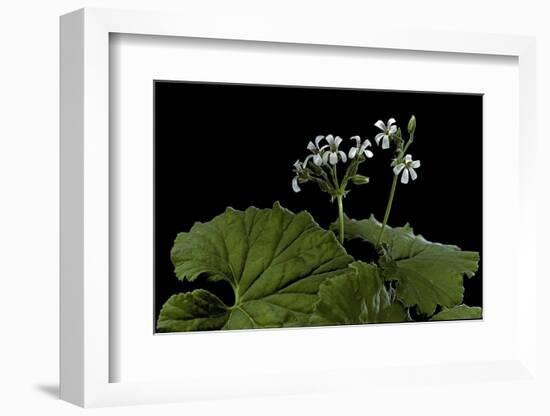 Pelargonium Odoratissimum (Apple Geranium)-Paul Starosta-Framed Photographic Print