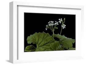 Pelargonium Odoratissimum (Apple Geranium)-Paul Starosta-Framed Photographic Print