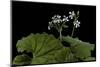 Pelargonium Odoratissimum (Apple Geranium)-Paul Starosta-Mounted Photographic Print