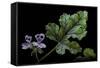 Pelargonium Quercifolium 'Royal Oak' (Oakleaf Geranium)-Paul Starosta-Framed Stretched Canvas