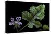 Pelargonium Quercifolium 'Royal Oak' (Oakleaf Geranium)-Paul Starosta-Stretched Canvas