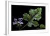 Pelargonium Quercifolium 'Royal Oak' (Oakleaf Geranium)-Paul Starosta-Framed Photographic Print