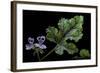 Pelargonium Quercifolium 'Royal Oak' (Oakleaf Geranium)-Paul Starosta-Framed Photographic Print