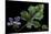 Pelargonium Quercifolium 'Royal Oak' (Oakleaf Geranium)-Paul Starosta-Mounted Photographic Print