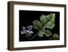 Pelargonium Quercifolium 'Royal Oak' (Oakleaf Geranium)-Paul Starosta-Framed Photographic Print