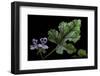 Pelargonium Quercifolium 'Royal Oak' (Oakleaf Geranium)-Paul Starosta-Framed Photographic Print