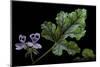 Pelargonium Quercifolium 'Royal Oak' (Oakleaf Geranium)-Paul Starosta-Mounted Photographic Print