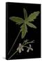 Pelargonium Quinquelobatum-Paul Starosta-Framed Stretched Canvas