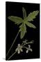 Pelargonium Quinquelobatum-Paul Starosta-Stretched Canvas