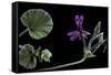 Pelargonium Reniforme (Kidney-Leaved Geranium)-Paul Starosta-Framed Stretched Canvas