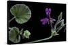 Pelargonium Reniforme (Kidney-Leaved Geranium)-Paul Starosta-Stretched Canvas