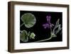 Pelargonium Reniforme (Kidney-Leaved Geranium)-Paul Starosta-Framed Photographic Print