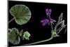 Pelargonium Reniforme (Kidney-Leaved Geranium)-Paul Starosta-Mounted Photographic Print