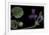 Pelargonium Reniforme (Kidney-Leaved Geranium)-Paul Starosta-Framed Photographic Print