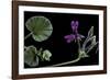 Pelargonium Reniforme (Kidney-Leaved Geranium)-Paul Starosta-Framed Photographic Print