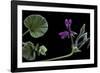 Pelargonium Reniforme (Kidney-Leaved Geranium)-Paul Starosta-Framed Photographic Print