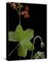 Pelargonium Tongaense (Tonga Geranium)-Paul Starosta-Stretched Canvas