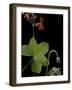 Pelargonium Tongaense (Tonga Geranium)-Paul Starosta-Framed Photographic Print