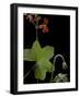 Pelargonium Tongaense (Tonga Geranium)-Paul Starosta-Framed Photographic Print