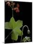 Pelargonium Tongaense (Tonga Geranium)-Paul Starosta-Mounted Photographic Print