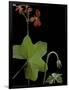 Pelargonium Tongaense (Tonga Geranium)-Paul Starosta-Framed Photographic Print