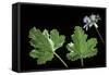 Pelargonium Vitifolium 'Variegatum' (Grapeleaf Geranium)-Paul Starosta-Framed Stretched Canvas