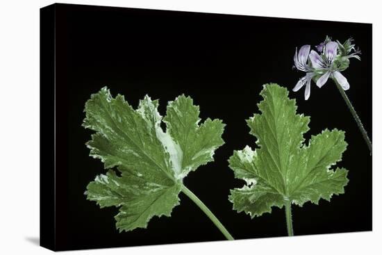 Pelargonium Vitifolium 'Variegatum' (Grapeleaf Geranium)-Paul Starosta-Stretched Canvas