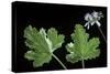 Pelargonium Vitifolium 'Variegatum' (Grapeleaf Geranium)-Paul Starosta-Stretched Canvas