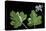 Pelargonium Vitifolium 'Variegatum' (Grapeleaf Geranium)-Paul Starosta-Stretched Canvas