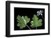 Pelargonium Vitifolium 'Variegatum' (Grapeleaf Geranium)-Paul Starosta-Framed Photographic Print