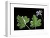 Pelargonium Vitifolium 'Variegatum' (Grapeleaf Geranium)-Paul Starosta-Framed Photographic Print