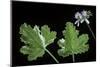 Pelargonium Vitifolium 'Variegatum' (Grapeleaf Geranium)-Paul Starosta-Mounted Photographic Print