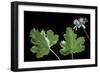 Pelargonium Vitifolium 'Variegatum' (Grapeleaf Geranium)-Paul Starosta-Framed Photographic Print