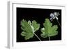 Pelargonium Vitifolium 'Variegatum' (Grapeleaf Geranium)-Paul Starosta-Framed Photographic Print