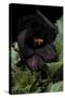 Pelargonium X Domesticum 'Black Butterfly' (Regal Geranium)-Paul Starosta-Stretched Canvas