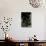 Pelargonium X Domesticum 'Black Butterfly' (Regal Geranium)-Paul Starosta-Photographic Print displayed on a wall