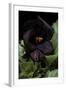 Pelargonium X Domesticum 'Black Butterfly' (Regal Geranium)-Paul Starosta-Framed Photographic Print