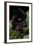 Pelargonium X Domesticum 'Black Butterfly' (Regal Geranium)-Paul Starosta-Framed Photographic Print