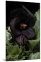 Pelargonium X Domesticum 'Black Butterfly' (Regal Geranium)-Paul Starosta-Mounted Photographic Print