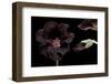 Pelargonium X Domesticum 'Lord Bute' (Regal Geranium)-Paul Starosta-Framed Photographic Print