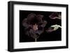 Pelargonium X Domesticum 'Lord Bute' (Regal Geranium)-Paul Starosta-Framed Photographic Print