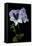 Pelargonium X Domesticum 'Mrs. G.H. Smith' (Regal Geranium)-Paul Starosta-Framed Stretched Canvas