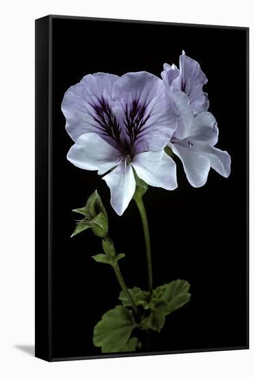 Pelargonium X Domesticum 'Mrs. G.H. Smith' (Regal Geranium)-Paul Starosta-Framed Stretched Canvas