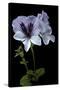 Pelargonium X Domesticum 'Mrs. G.H. Smith' (Regal Geranium)-Paul Starosta-Stretched Canvas