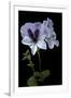 Pelargonium X Domesticum 'Mrs. G.H. Smith' (Regal Geranium)-Paul Starosta-Framed Premium Photographic Print