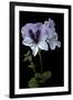 Pelargonium X Domesticum 'Mrs. G.H. Smith' (Regal Geranium)-Paul Starosta-Framed Premium Photographic Print