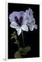 Pelargonium X Domesticum 'Mrs. G.H. Smith' (Regal Geranium)-Paul Starosta-Framed Premium Photographic Print